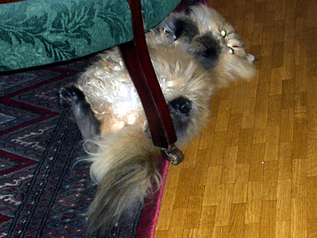 猫、チンチラ・来夢、来喜、ミドリガメ・マックス、コロタン