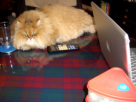 猫、チンチラ・来夢、来喜、ミドリガメ・マックス、コロタン