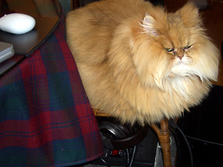 猫、チンチラ・来夢、来喜、ミドリガメ・マックス、コロタン