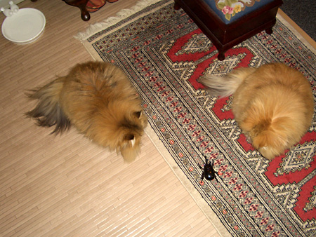 猫、チンチラ・来夢、来喜、ミドリガメ・マックス、コロタン