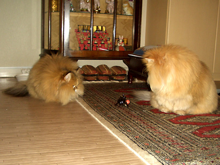 猫、チンチラ・来夢、来喜、ミドリガメ・マックス、コロタン