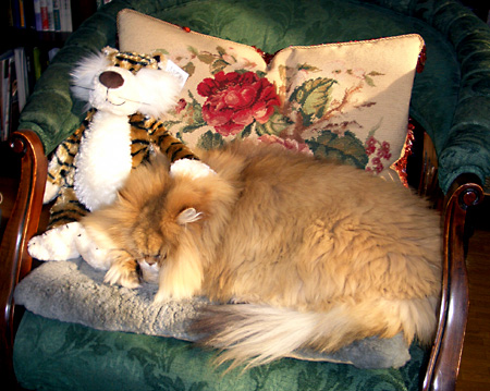 猫, チンチラ・ゴールデン, 来夢, 来喜