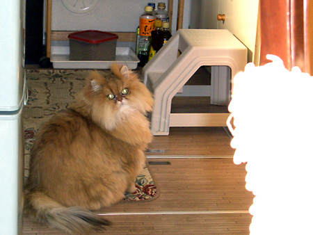 猫、チンチラ・来夢、来喜、ミドリガメ・マックス、コロタン