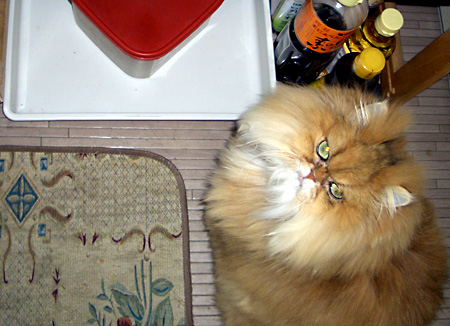 猫, チンチラ・ゴールデン, 来夢, 来喜