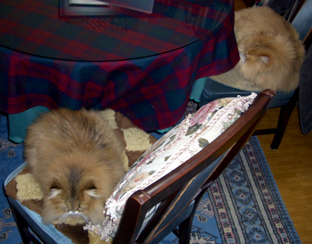 猫, チンチラ・ゴールデン, 来夢, 来喜