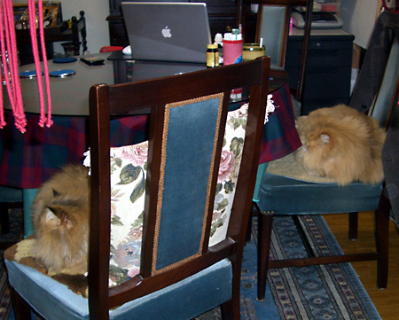 猫, チンチラ・ゴールデン, 来夢, 来喜