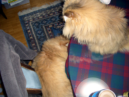 猫、チンチラ・来夢、来喜、ミドリガメ・マックス、コロタン