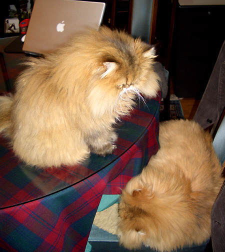 猫, チンチラ・ゴールデン, 来夢, 来喜