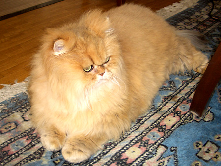 猫、チンチラ・来夢、来喜、ミドリガメ・マックス、コロタン