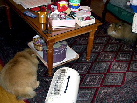 猫、チンチラ・来夢、来喜、ミドリガメ・マックス、コロタン