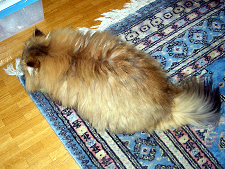 猫、チンチラ・来夢、来喜、ミドリガメ・マックス、コロタン