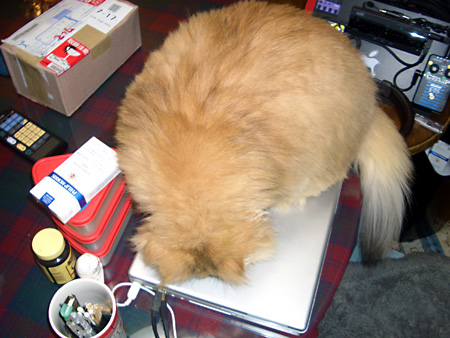 猫、チンチラ・来夢、来喜、ミドリガメ・マックス、コロタン