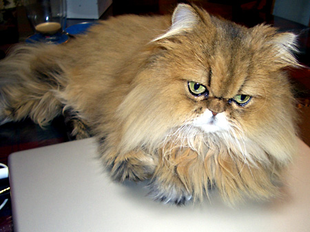 猫、チンチラ・来夢、来喜、ミドリガメ・マックス、コロタン