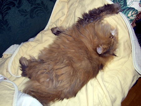 猫、チンチラ・来夢、来喜、ミドリガメ・マックス、コロタン