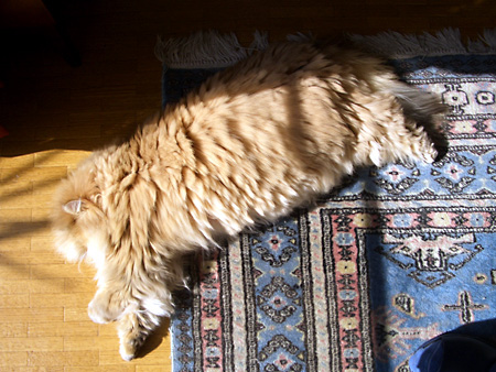 猫、チンチラ・来夢、来喜、ミドリガメ・マックス、コロタン