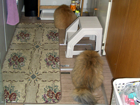 猫、チンチラ・来夢、来喜、ミドリガメ・マックス、コロタン