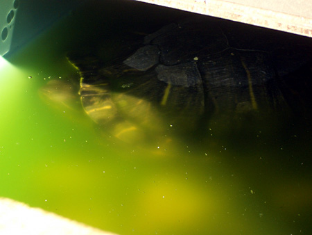 猫、チンチラ・来夢、来喜、ミドリガメ・マックス、コロタン