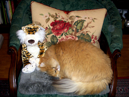 猫、チンチラ・来夢、来喜、ミドリガメ・マックス、コロタン