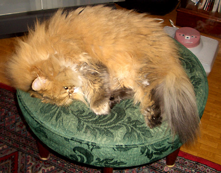 猫, チンチラ・ゴールデン, 来夢, 来喜