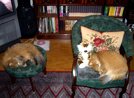 猫, チンチラ・ゴールデン, 来夢, 来喜