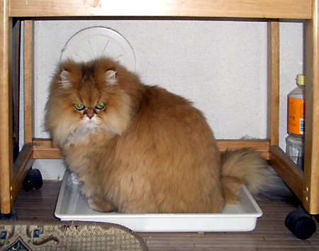 猫, チンチラ・ゴールデン, 来夢, 来喜