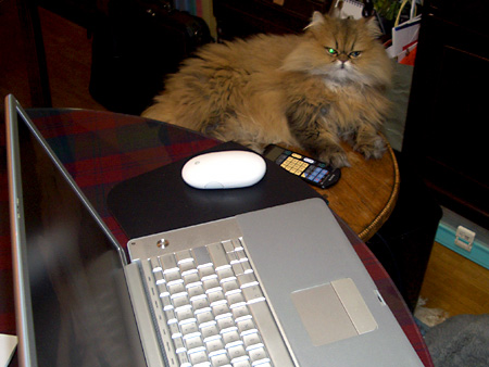 猫、チンチラ・来夢、来喜、ミドリガメ・マックス、コロタン