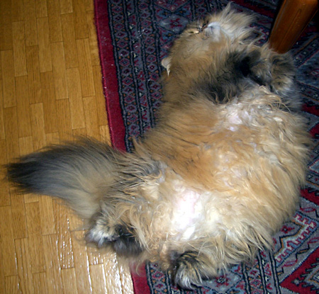 猫, チンチラ・ゴールデン, 来夢, 来喜