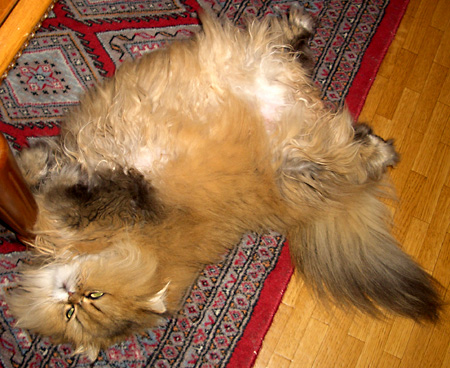 猫, チンチラ・ゴールデン, 来夢, 来喜