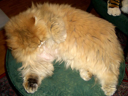 猫、チンチラ・来夢、来喜、ミドリガメ・マックス、コロタン