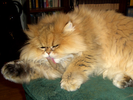 猫、チンチラ・来夢、来喜、ミドリガメ・マックス、コロタン