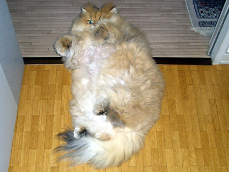 猫、チンチラ・来夢、来喜、ミドリガメ・マックス、コロタン