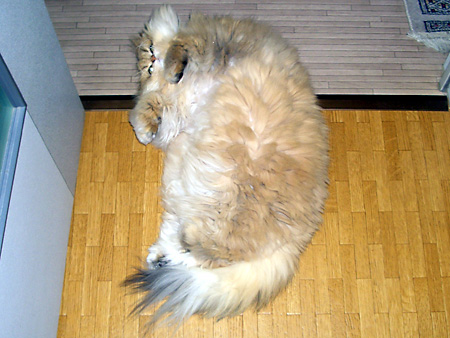 猫、チンチラ・来夢、来喜、ミドリガメ・マックス、コロタン