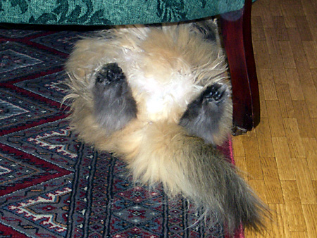 猫、チンチラ・来夢、来喜、ミドリガメ・マックス、コロタン