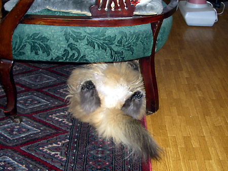 猫、チンチラ・来夢、来喜、ミドリガメ・マックス、コロタン