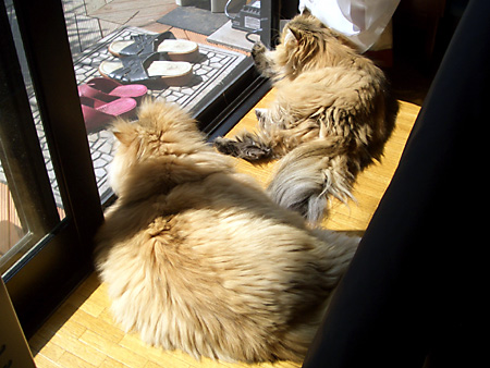 猫、チンチラ・来夢、来喜、ミドリガメ・マックス、コロタン