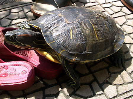 猫、チンチラ・来夢、来喜、ミドリガメ・マックス、コロタン