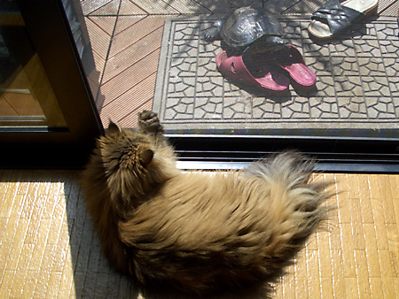 猫、チンチラ・来夢、来喜、ミドリガメ・マックス、コロタン