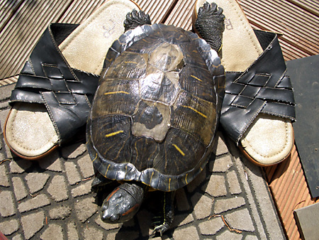 猫、チンチラ・来夢、来喜、ミドリガメ・マックス、コロタン