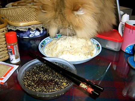 猫、チンチラ・来夢、来喜、ミドリガメ・マックス、コロタン