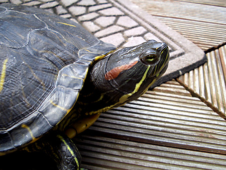 猫、チンチラ・来夢、来喜、ミドリガメ・マックス、コロタン