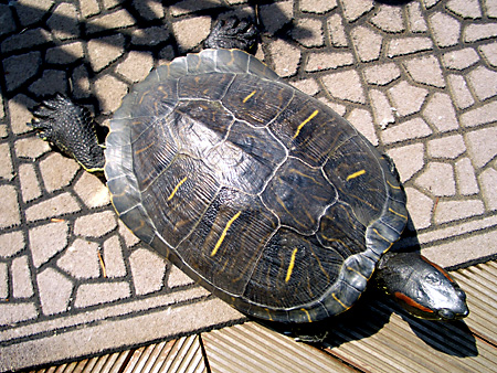 猫、チンチラ・来夢、来喜、ミドリガメ・マックス、コロタン