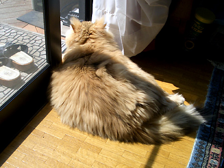 猫、チンチラ・来夢、来喜、ミドリガメ・マックス、コロタン