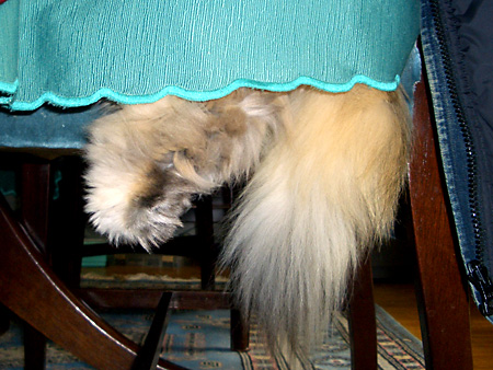 猫、チンチラ・来夢、来喜、ミドリガメ・マックス、コロタン