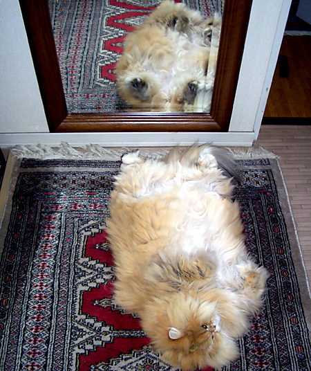 猫, チンチラ・ゴールデン, 来夢, 来喜