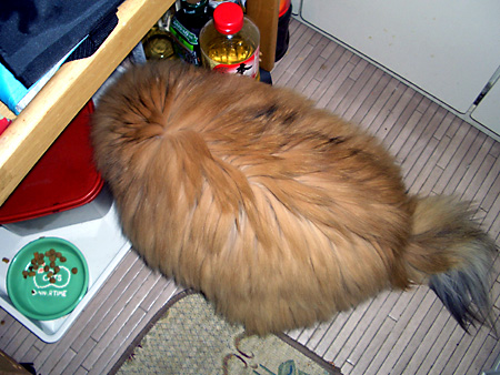 猫、チンチラ・来夢、来喜、ミドリガメ・マックス、コロタン