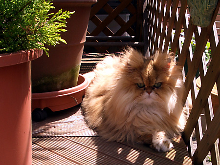 猫、チンチラ・来夢、来喜、ミドリガメ・マックス、コロタン