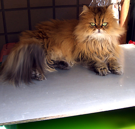 猫, チンチラ・ゴールデン, 来夢, 来喜