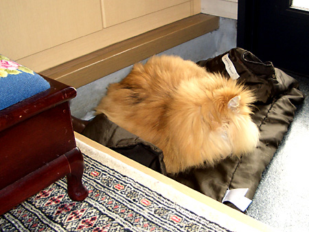 猫、チンチラ・来夢、来喜、ミドリガメ・マックス、コロタン