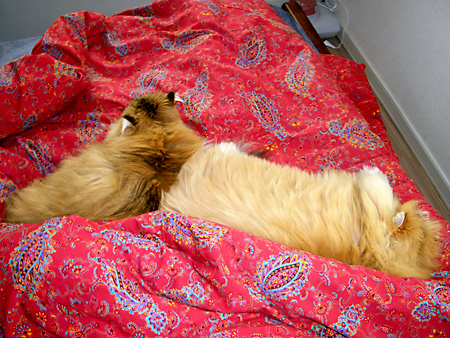 猫、チンチラ・来夢、来喜、ミドリガメ・マックス、コロタン