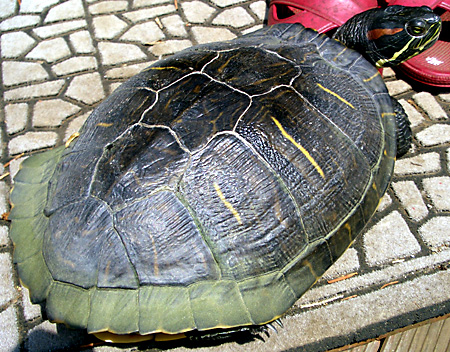 猫, チンチラ・ゴールデン, 来夢, 来喜